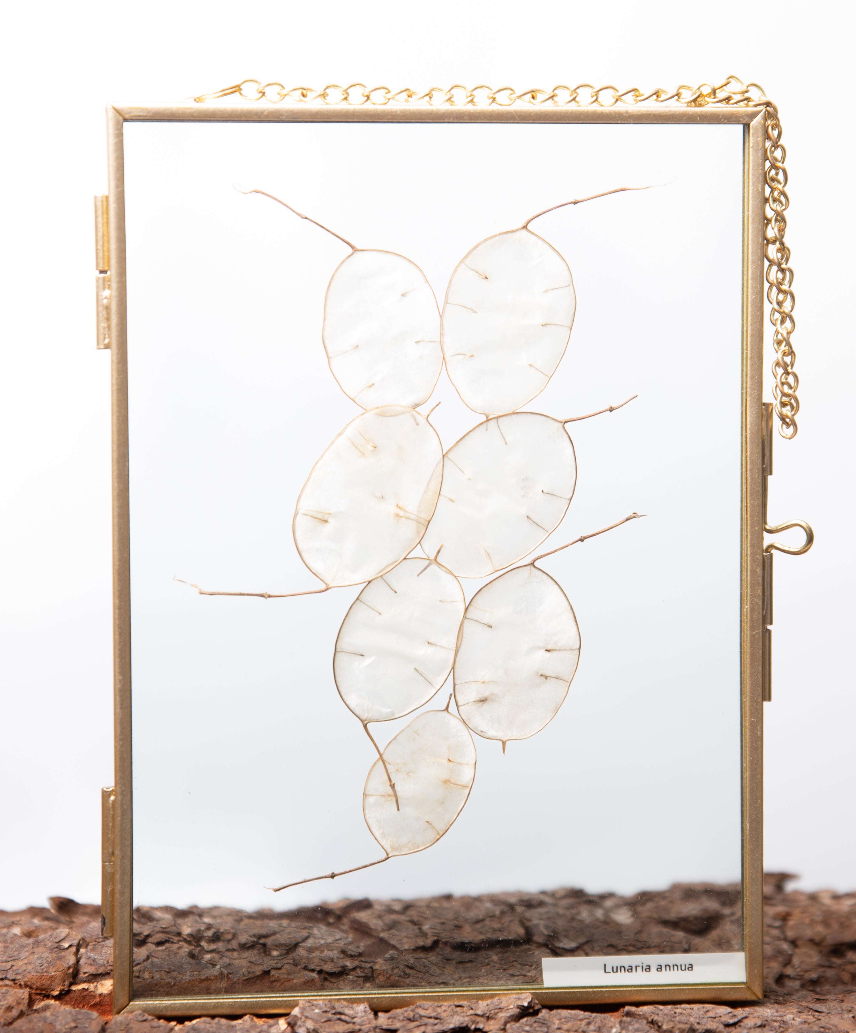 Afbeelding in Gallery-weergave laden, Lunaria Annua
