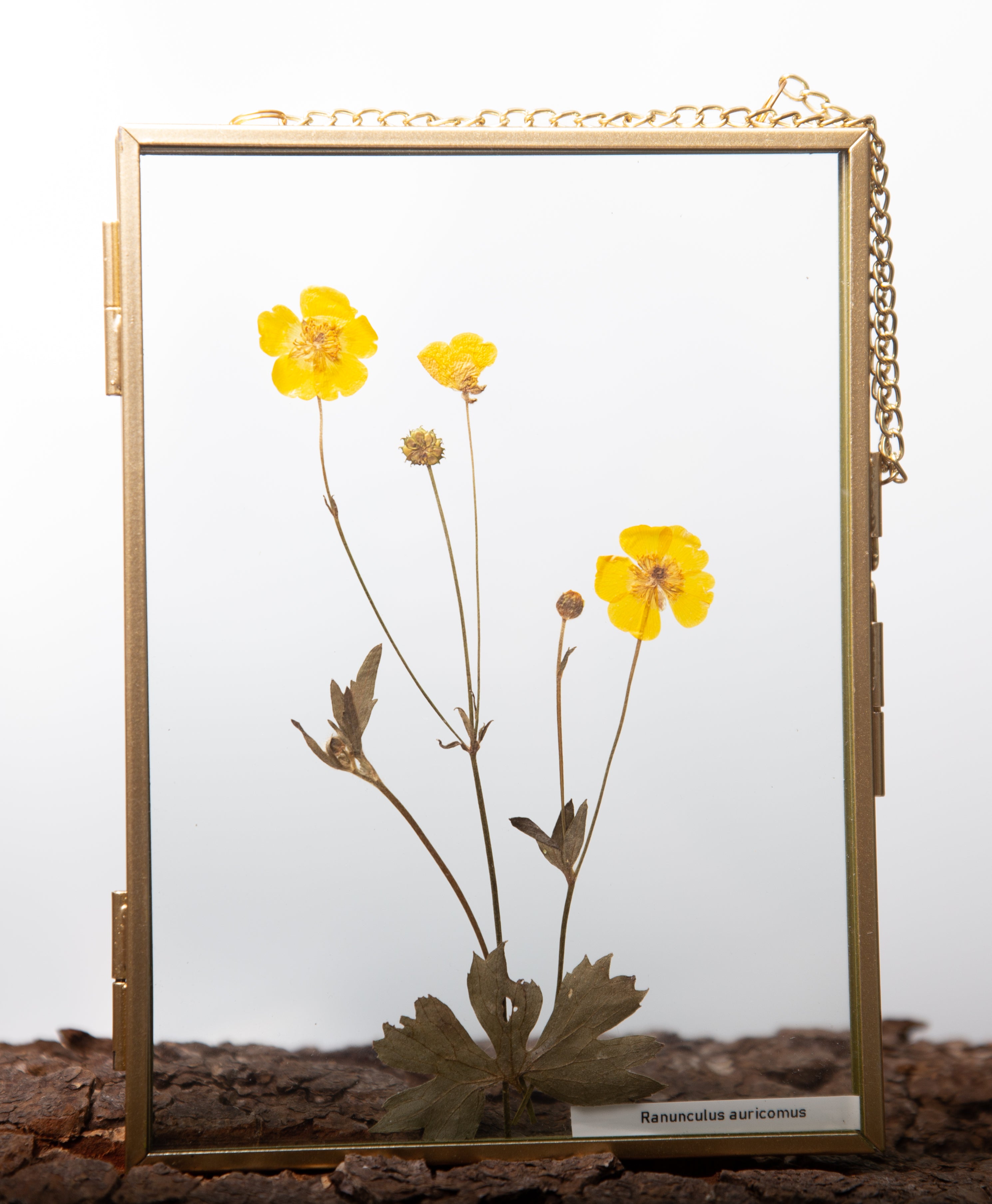 Afbeelding in Gallery-weergave laden, Ranunculus auricomus
