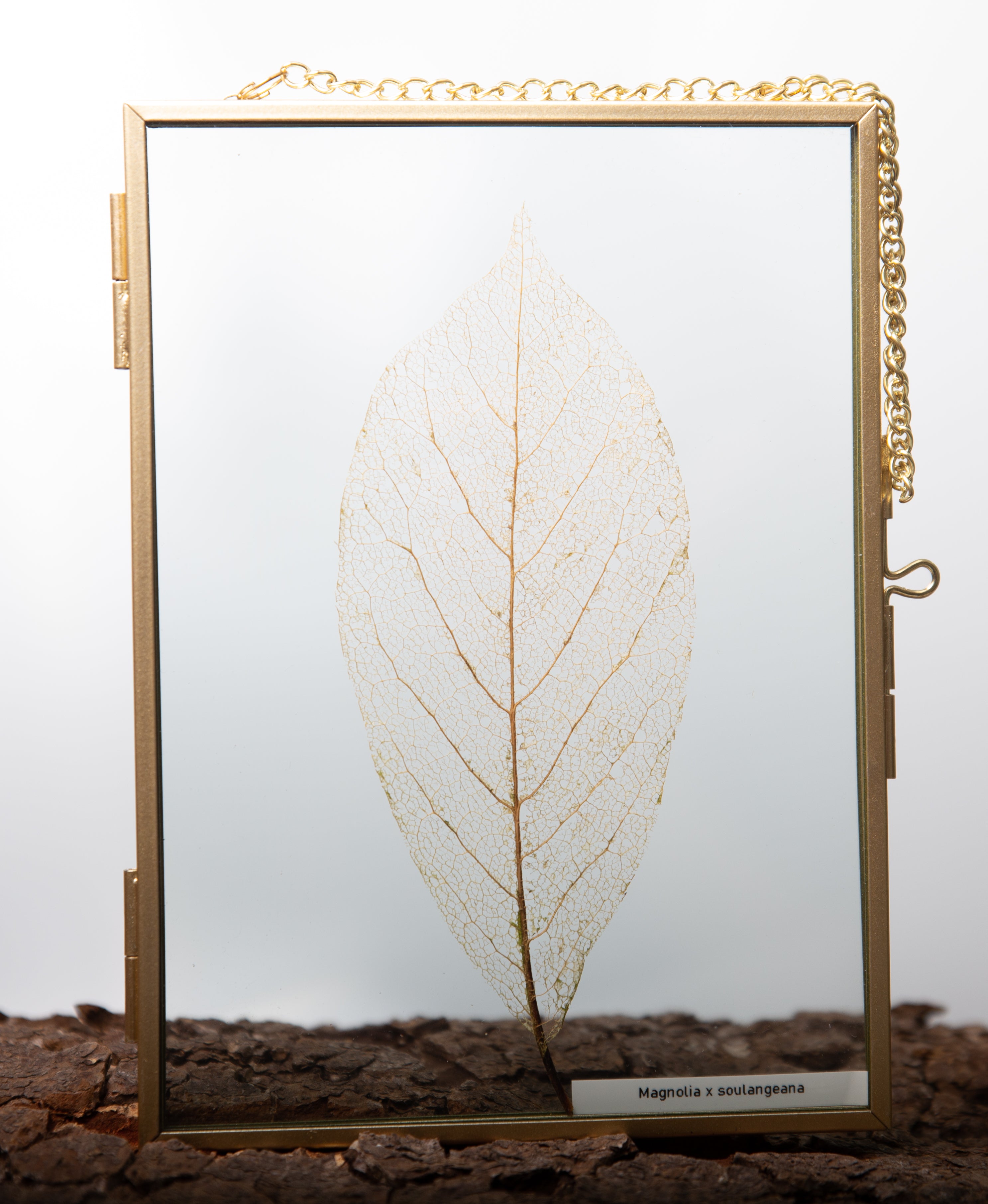 Afbeelding in Gallery-weergave laden, Magnolia x Soulangeana
