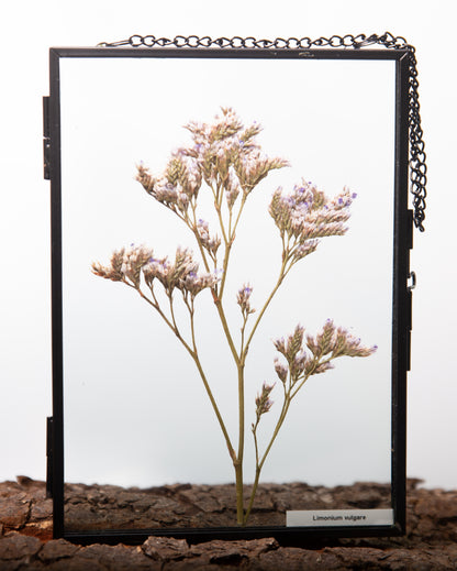 Limonium vulgare