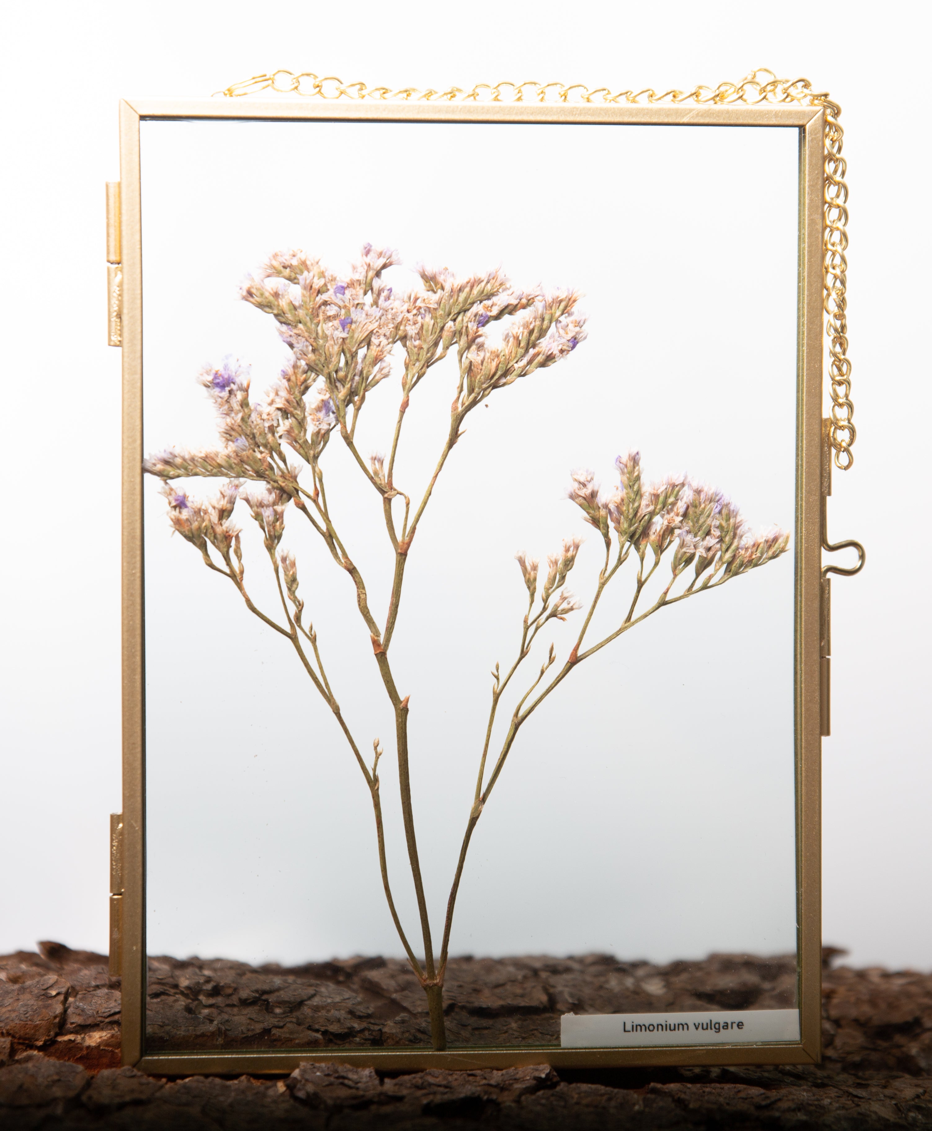 Afbeelding in Gallery-weergave laden, Limonium vulgare
