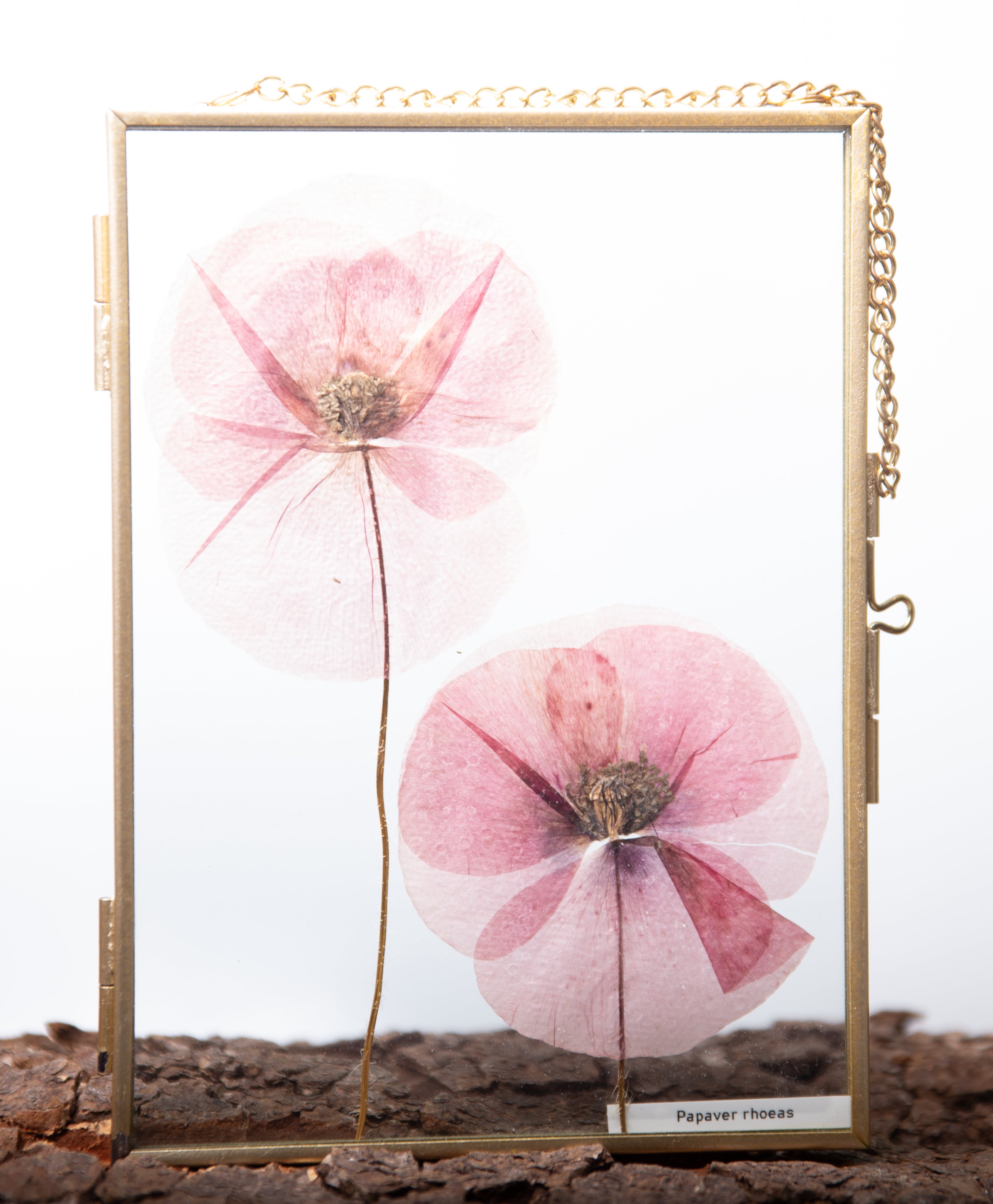 Afbeelding in Gallery-weergave laden, Papaver rhoeas
