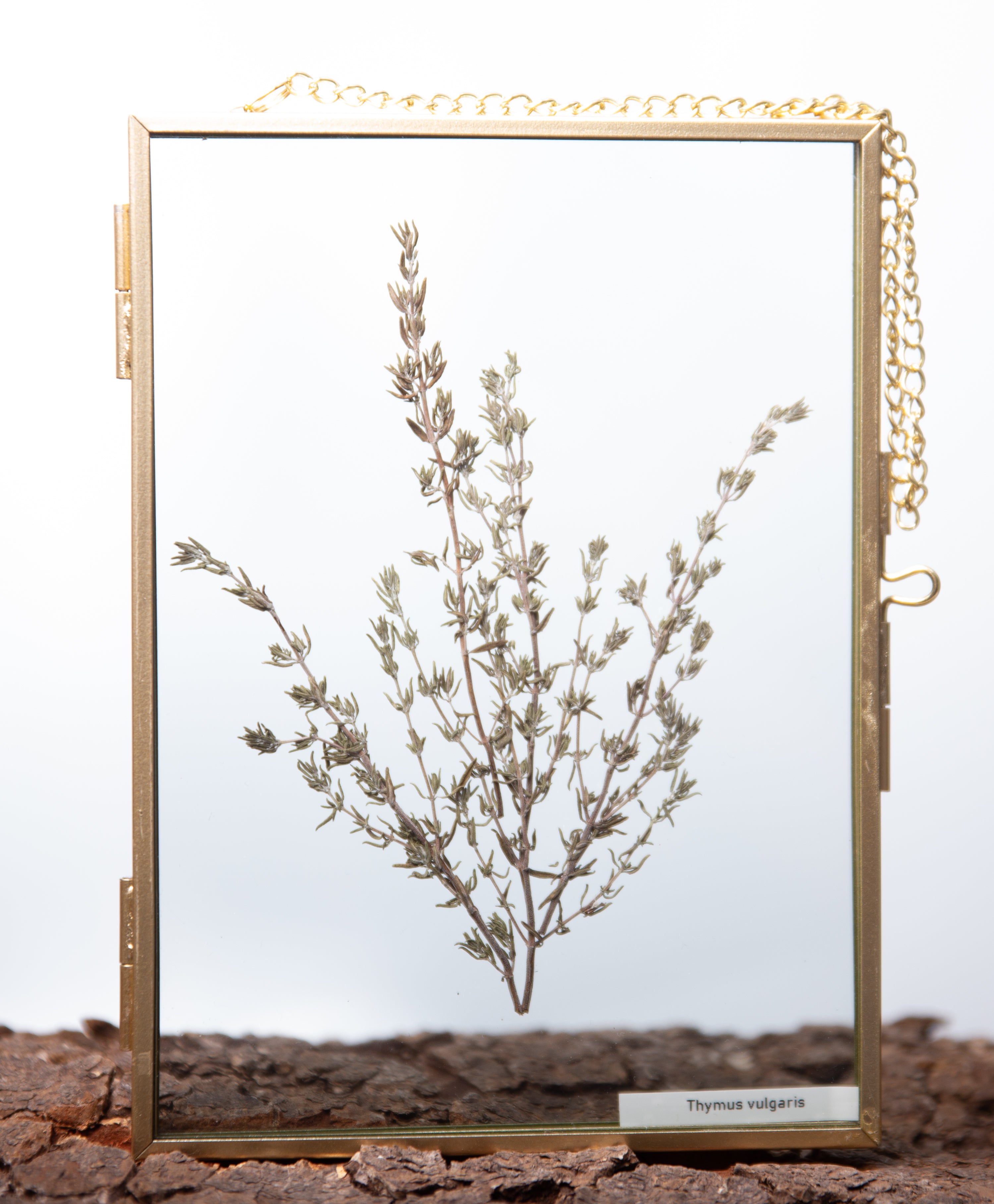 Afbeelding in Gallery-weergave laden, Thymus vulgaris
