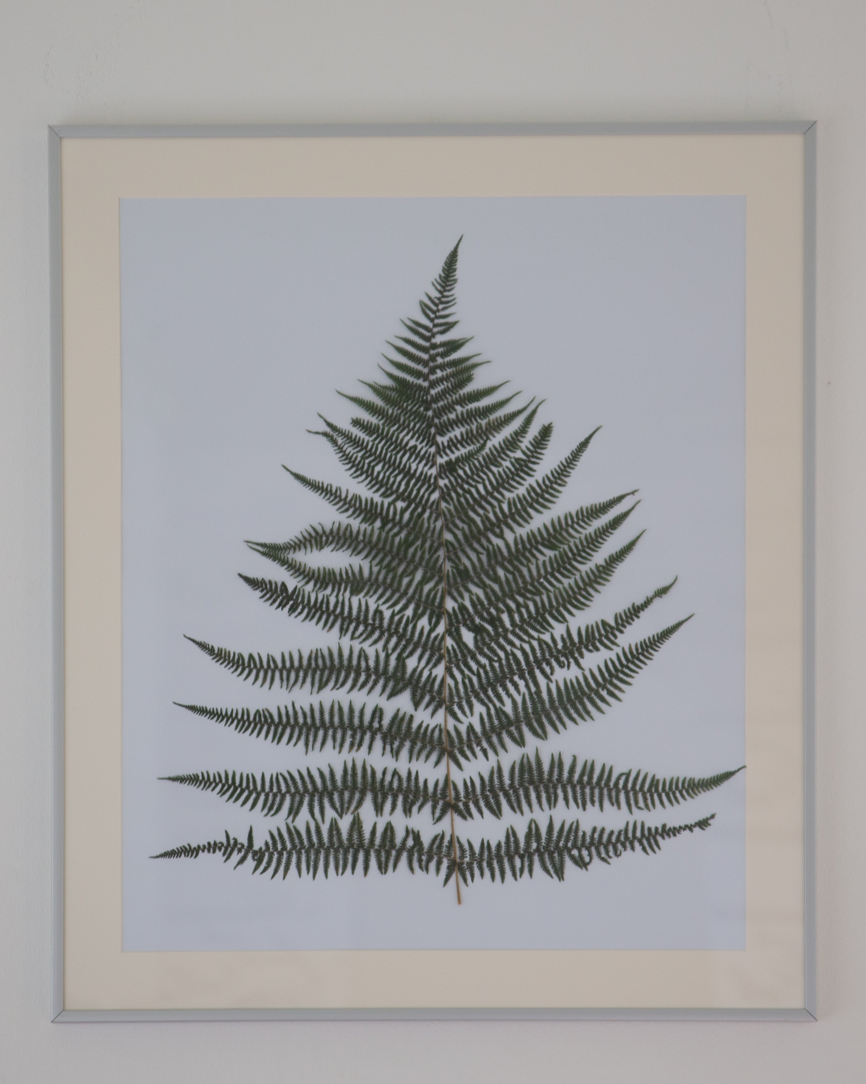 Afbeelding in Gallery-weergave laden, Athyrium
