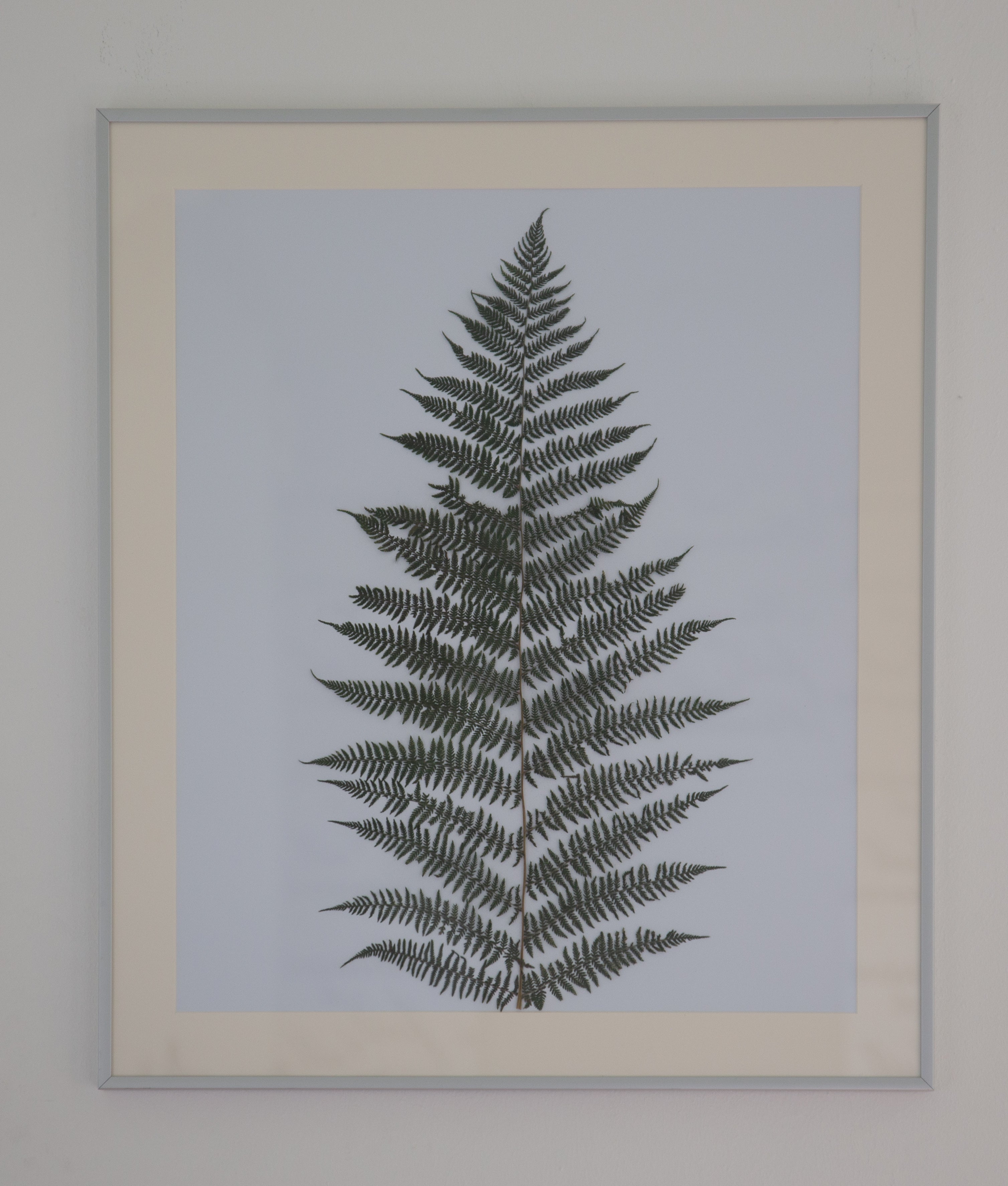 Afbeelding in Gallery-weergave laden, Athyrium
