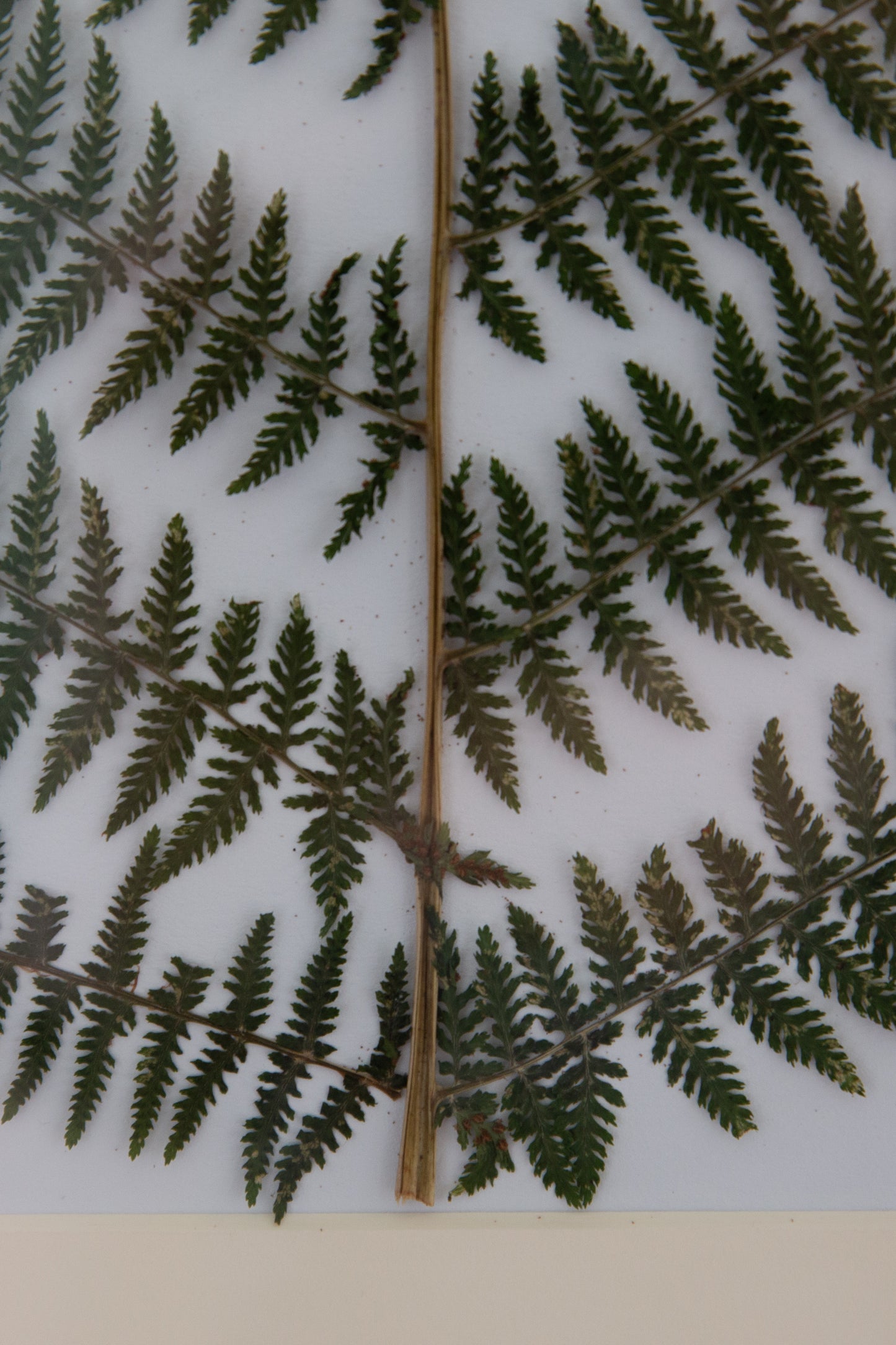 Athyrium