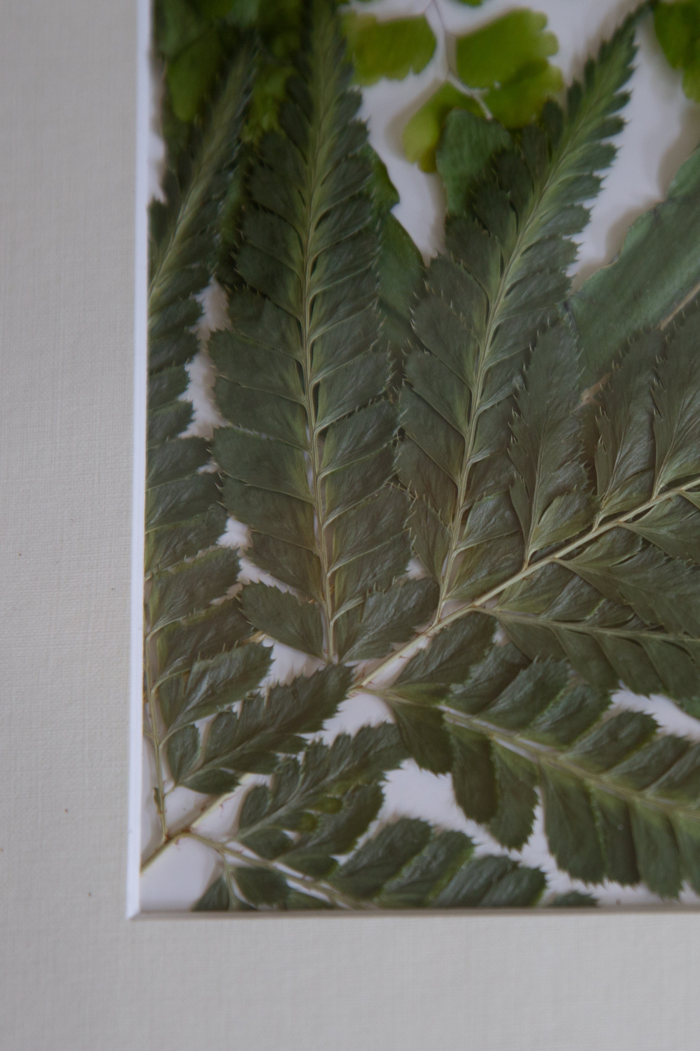 Afbeelding in Gallery-weergave laden, Athyrium
