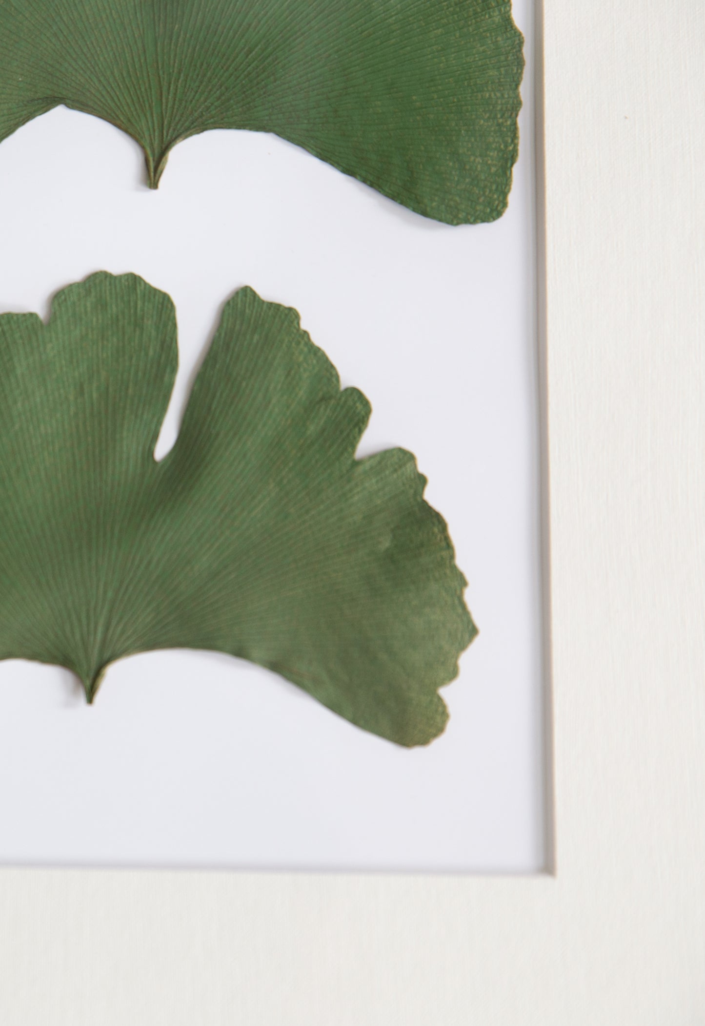 Ginkgo biloba