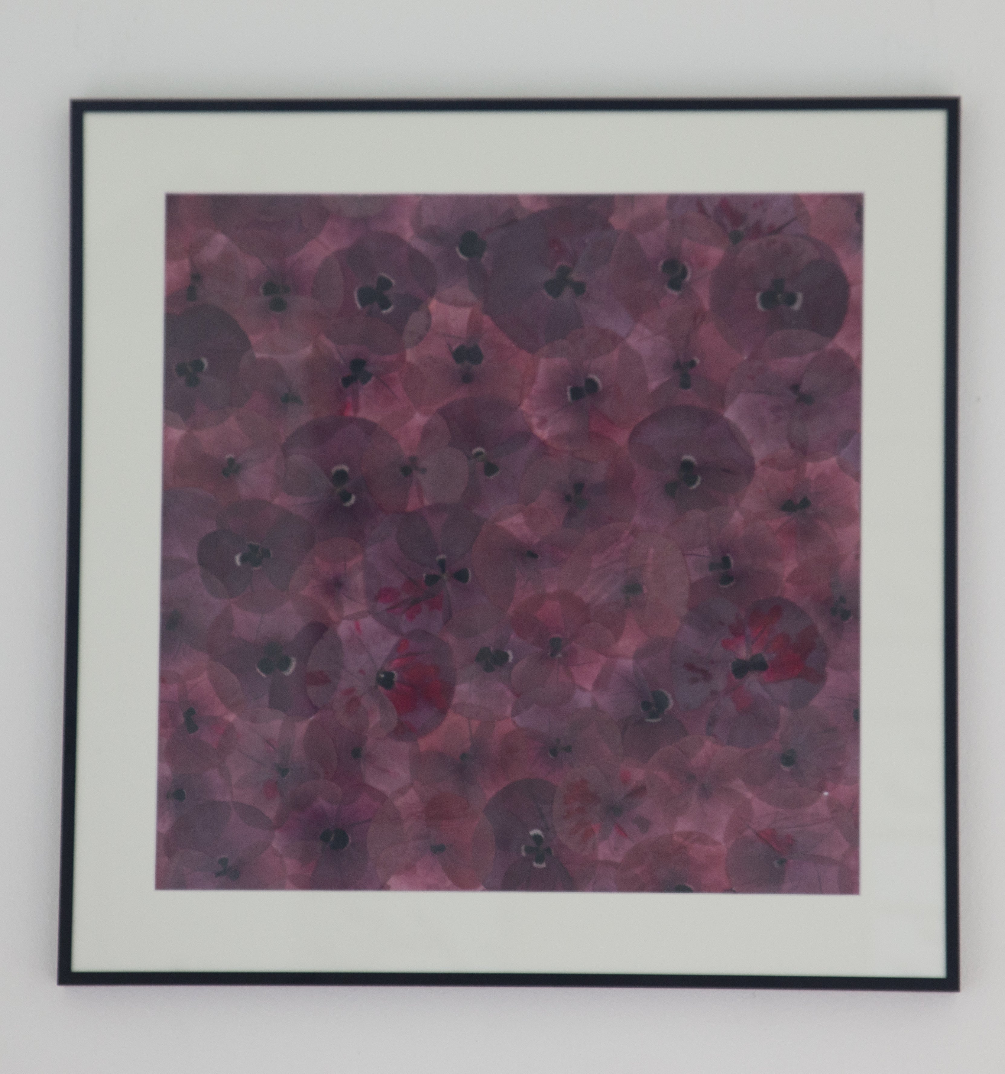 Afbeelding in Gallery-weergave laden, Papaver rhoeas
