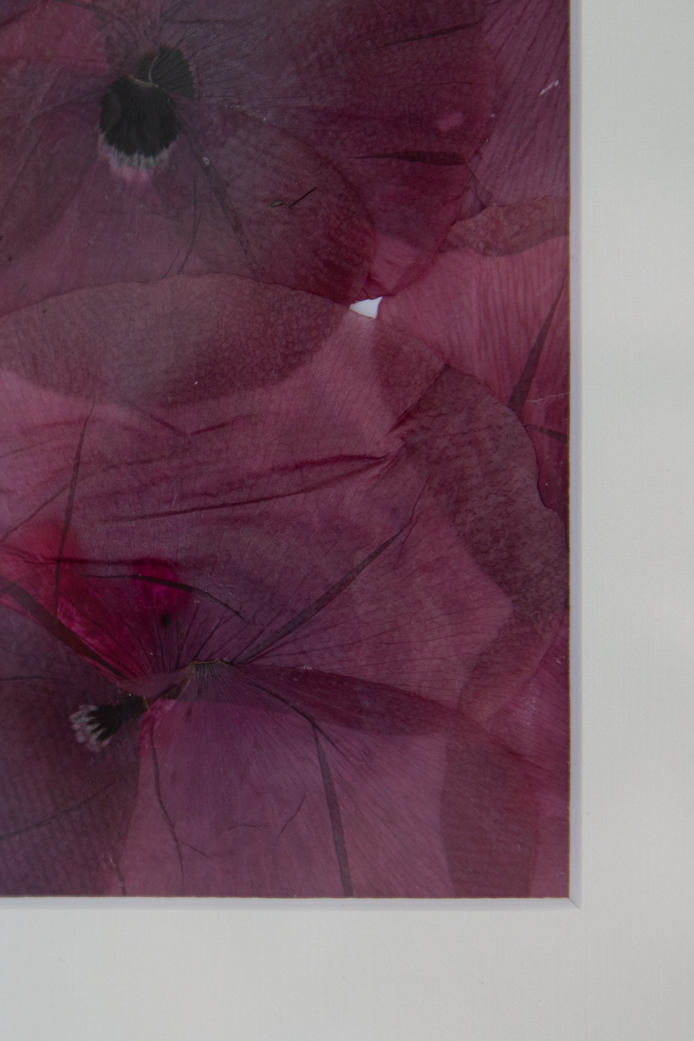 Afbeelding in Gallery-weergave laden, Papaver rhoeas
