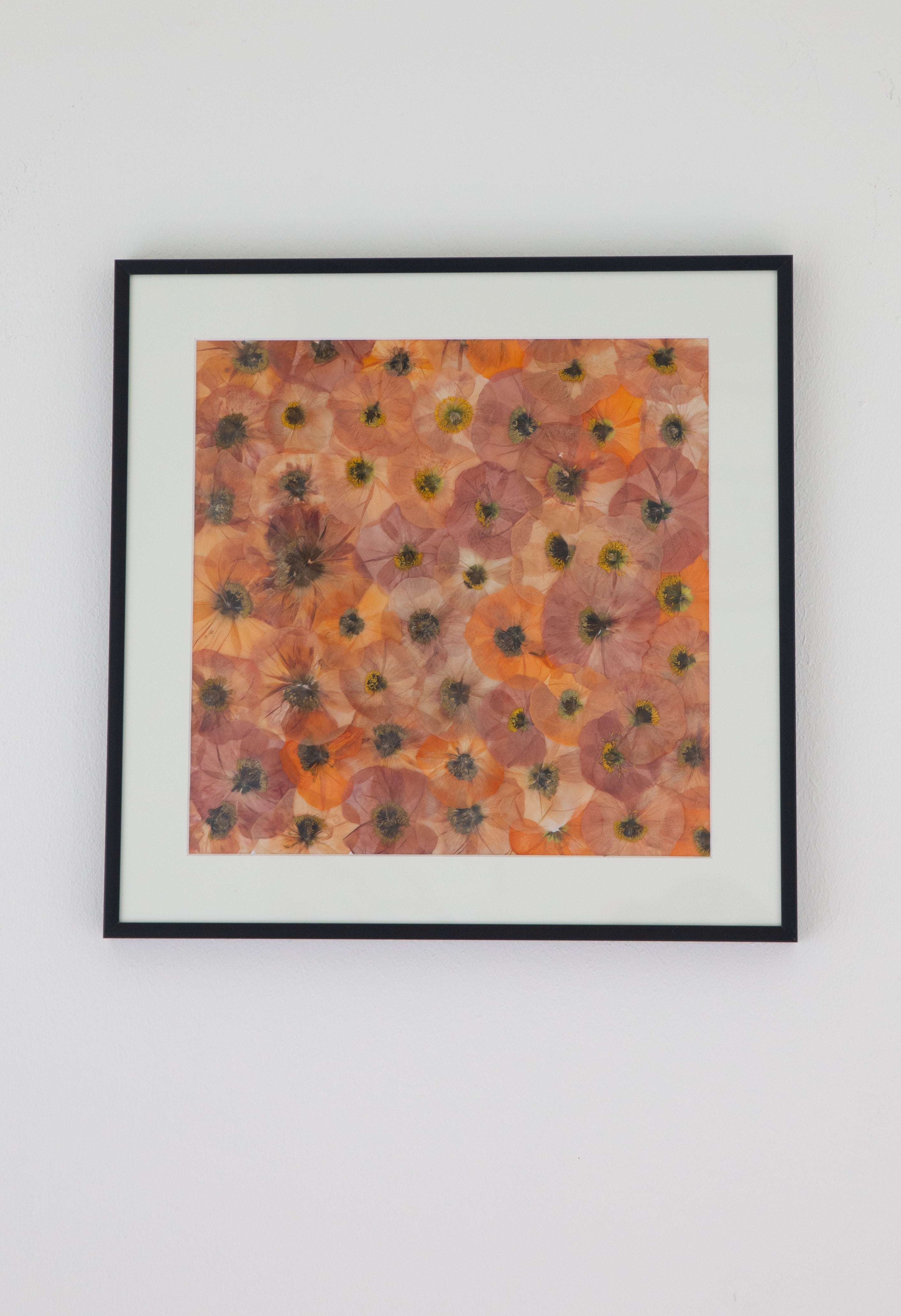 Afbeelding in Gallery-weergave laden, Papaver nudicaule

