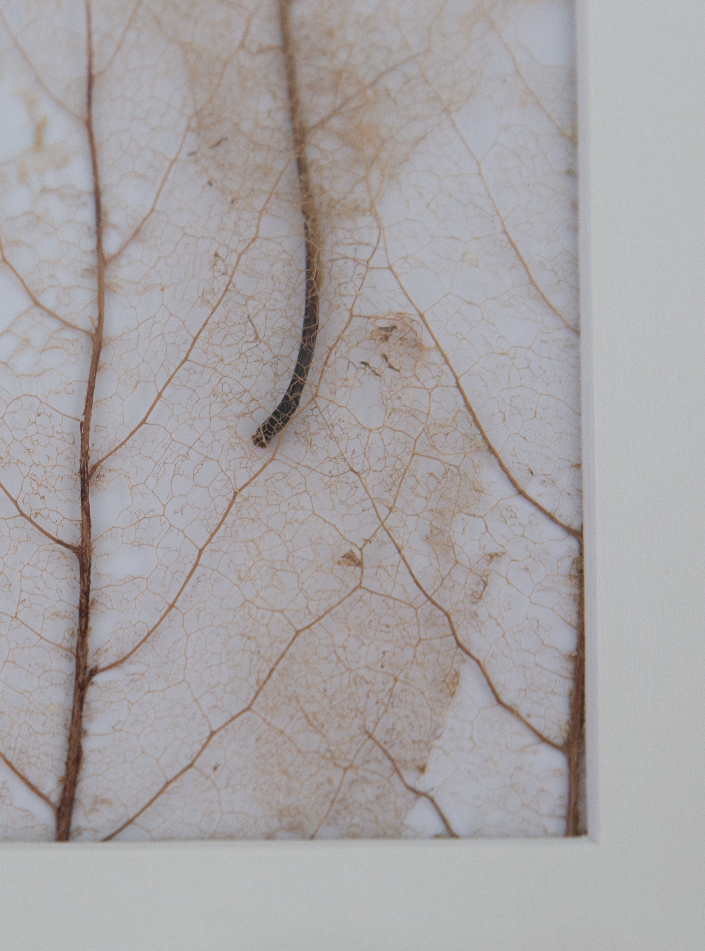 Afbeelding in Gallery-weergave laden, Magnolia x soulangeana
