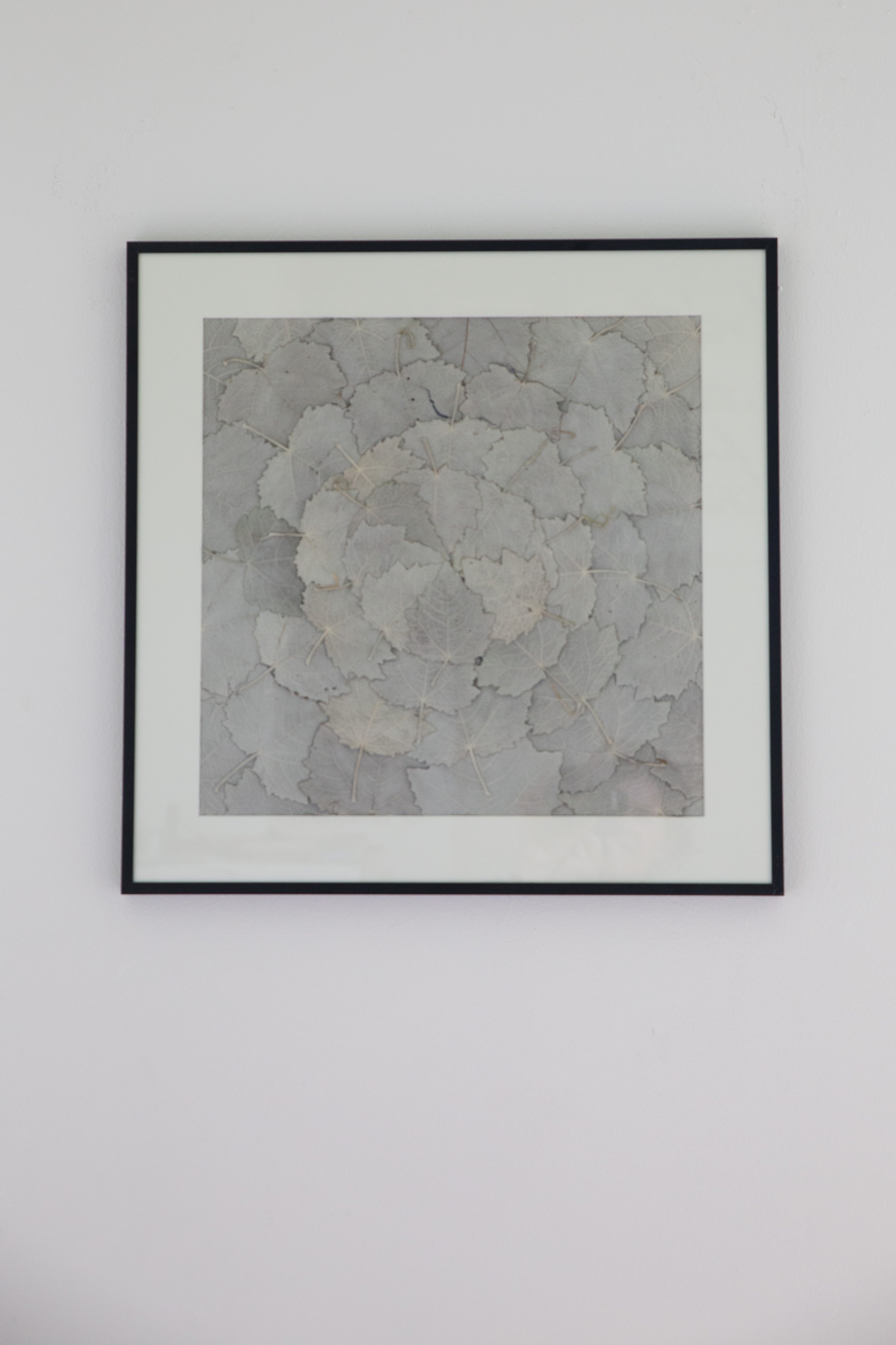 Afbeelding in Gallery-weergave laden, Populus alba
