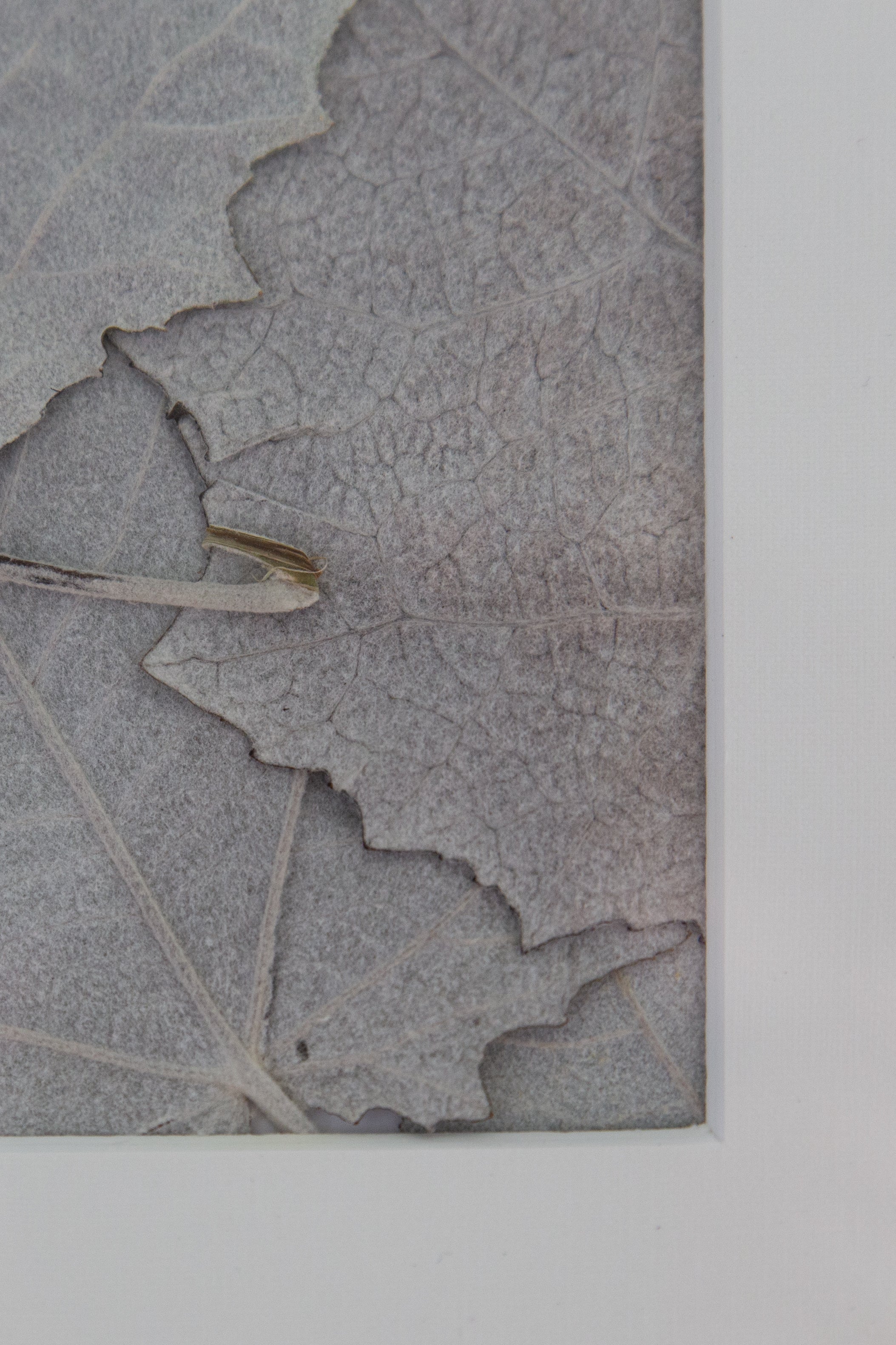 Afbeelding in Gallery-weergave laden, Populus alba
