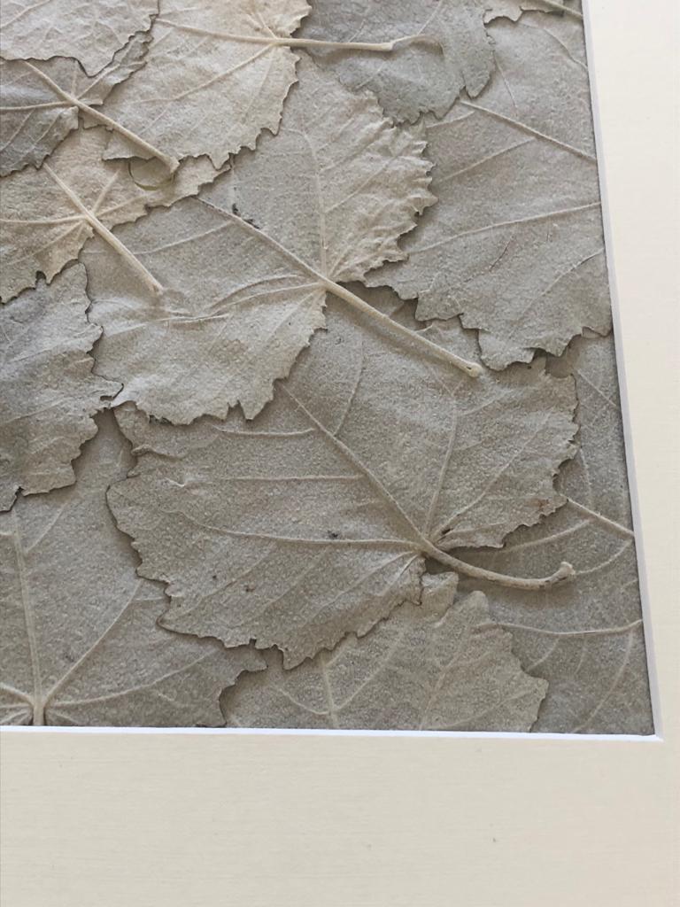 Afbeelding in Gallery-weergave laden, Populus alba

