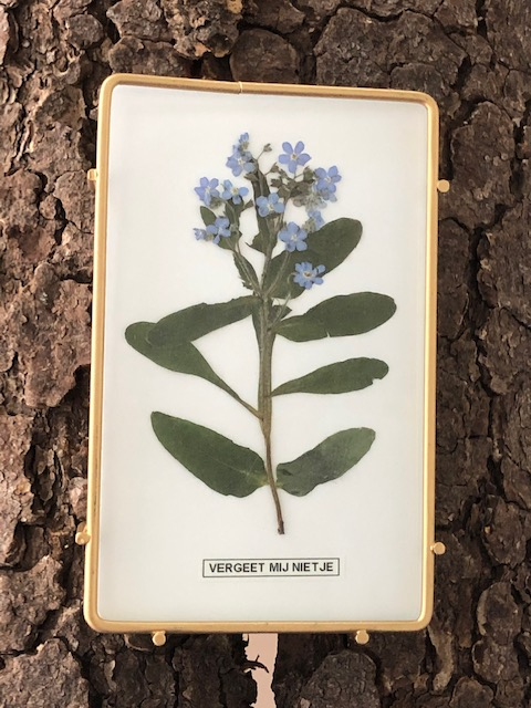 Myosotis sylvatica (vergeet mij nietje)